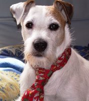 Studying Human Behavior